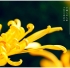 丙申霜降 菊乐雅集（2016年10月24日 中国人民大学）