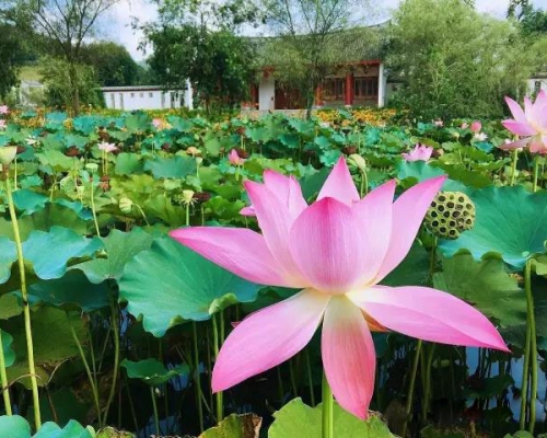 暑期名师班 | 杨青老师亲授全日制集中授课（初级）报名开始--2017年8月5日开课