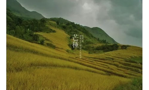 芒种丨向浅洲远渚，亭亭清绝